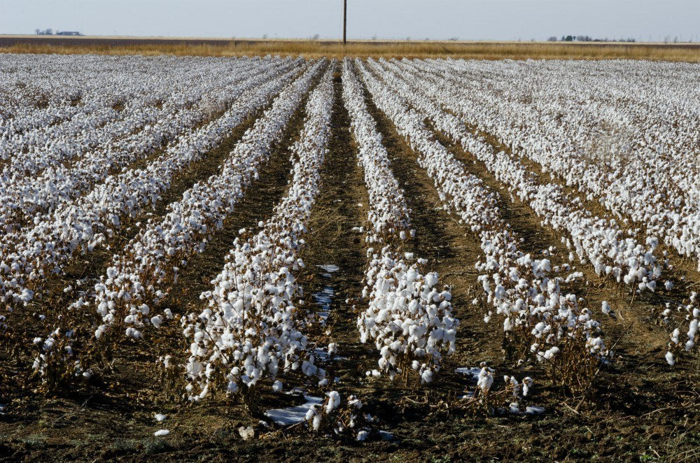 Textile Production is Fueling Climate Change. Can Organic Cotton Help?