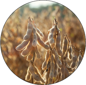 NATURAL SOY WAX