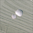 Tide Seagrass