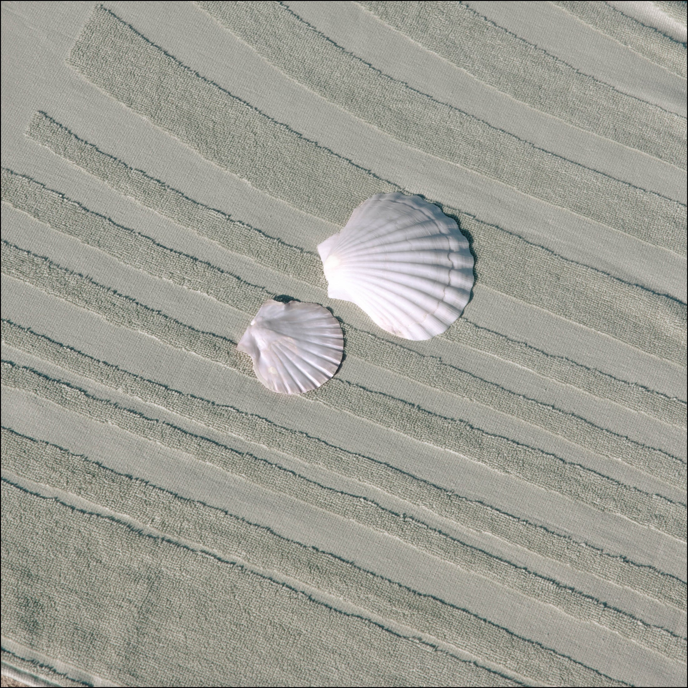 Tide Seagrass